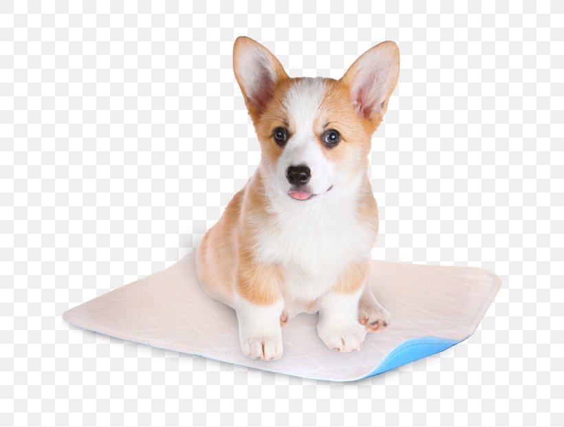 Pembroke Welsh Corgi Cardigan Welsh Corgi Puppy Miniature