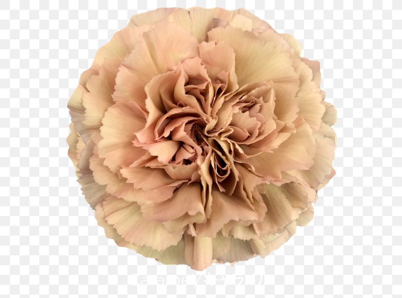 Rose Carnation Cut Flowers Pink, PNG, 573x607px, Rose, Baccarat, Beige, Caramel, Carnation Download Free