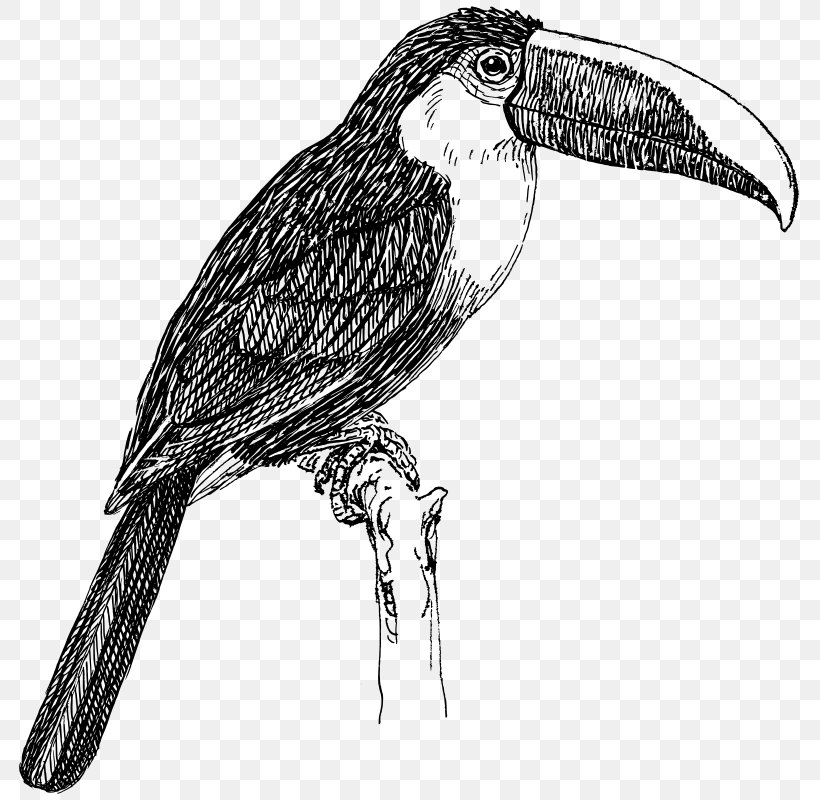 Bird Toco Toucan Drawing White-throated Toucan, PNG, 790x800px, Bird, Artwork, Beak, Bird Of Prey, Black And White Download Free