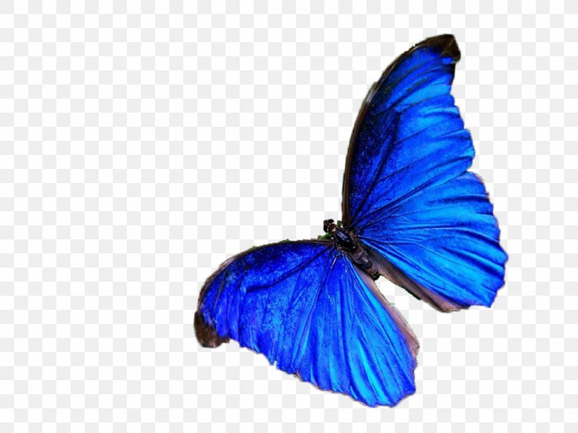 Butterfly Nymphalidae Blue Color, PNG, 1024x768px, Butterfly, Blue, Brush Footed Butterfly, Cobalt Blue, Color Download Free