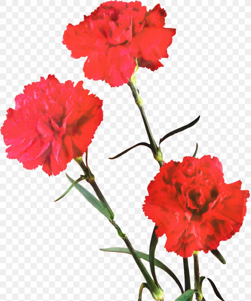 Carnation Cut Flowers Image, PNG, 999x1200px, Carnation, Annual Plant, Artificial Flower, Caryophyllales, Cut Flowers Download Free