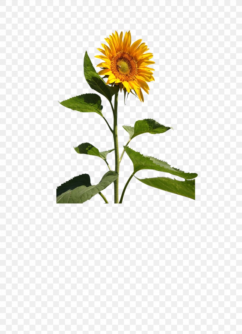 Common Sunflower Cut Flowers, PNG, 2934x4048px, Common Sunflower, Chrysanths, Cut Flowers, Dahlia, Daisy Family Download Free