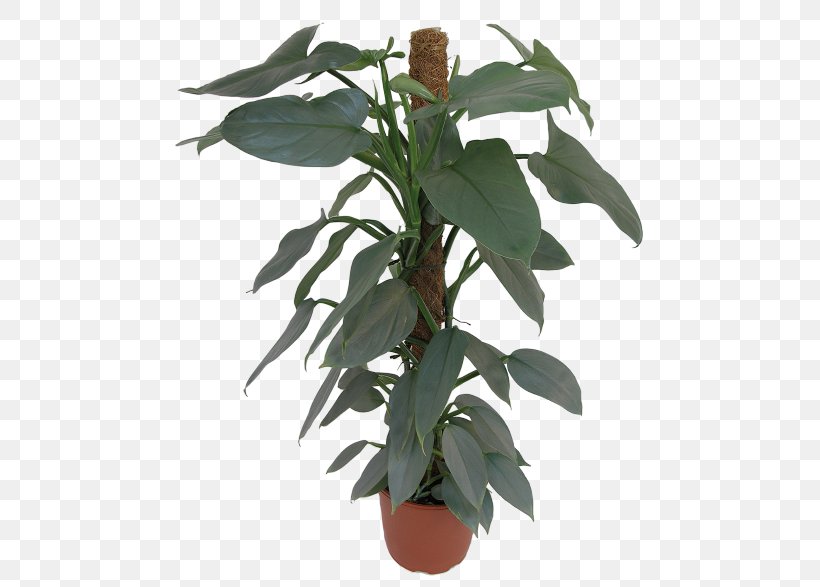 Leaf Flowerpot Houseplant Plant Stem Herb, PNG, 480x587px, Leaf, Flowerpot, Herb, Houseplant, Plant Download Free
