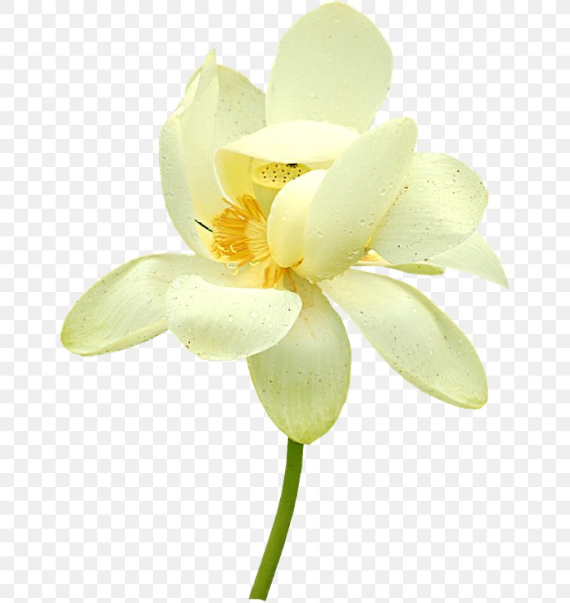 Moth Orchids Cut Flowers Plant Stem Petal, PNG, 650x867px, Moth Orchids, Cut Flowers, Flower, Flowering Plant, Moth Orchid Download Free