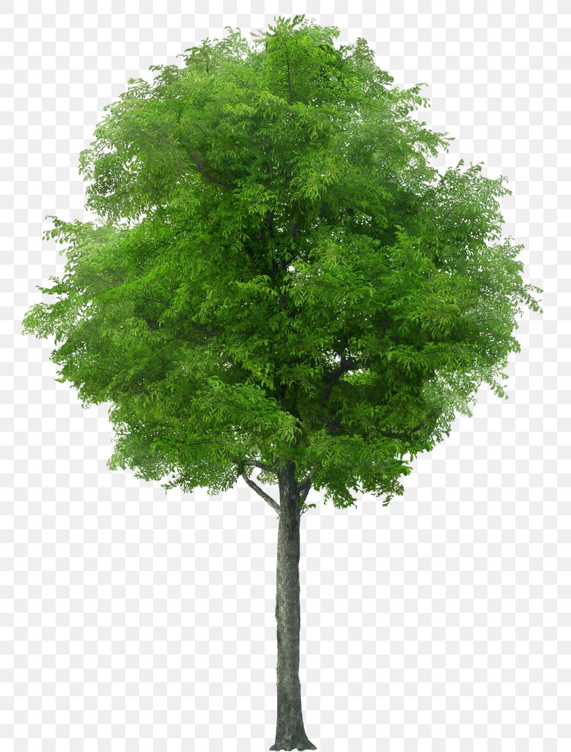 Stock Photography Tree Shrub Image Pruning, PNG, 791x1080px, Stock Photography, Arborvitae, Ash, Branch, Conifer Download Free