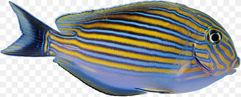 blue and yellow tropical fish