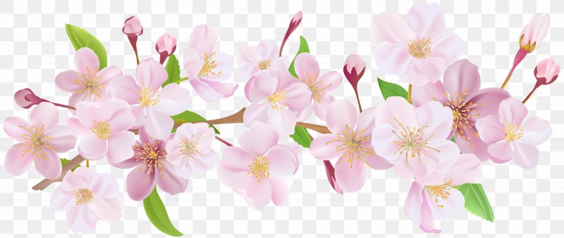 Desktop Wallpaper Cherry Blossom Spring, PNG, 8000x3383px, Paper, Blossom, Branch, Cherry Blossom, Cut Flowers Download Free