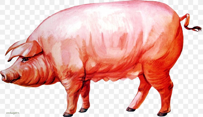 Domestic Pig Hogs And Pigs Clip Art, PNG, 3218x1858px, Domestic Pig, Animal, Cattle, Cattle Like Mammal, Domestic Animal Download Free