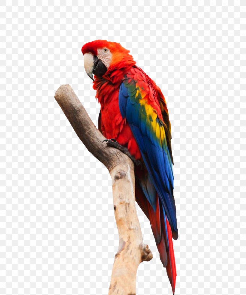 Parrot Bird Macaw, PNG, 1000x1200px, Parrot, Beak, Bird, Blueandyellow Macaw, Common Pet Parakeet Download Free