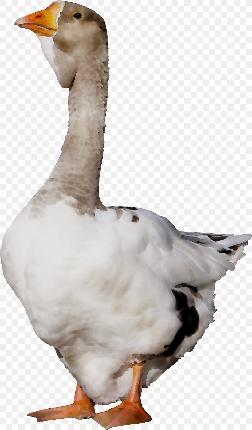 Duck Goose Fauna Feather Neck, PNG, 1783x3045px, Duck, Beak, Bird, Ducks Geese And Swans, Fauna Download Free