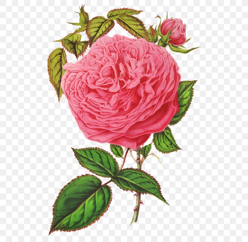 Garden Roses Cabbage Rose French Rose Floribunda, PNG, 531x800px, Garden Roses, Art, Beach Rose, Botanical Illustration, Botany Download Free