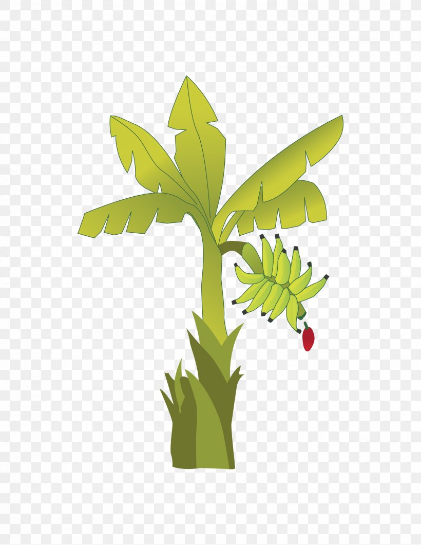 Banana Plant Stem Musa × Paradisiaca Theobroma Cacao, PNG, 2550x3300px, Banana, Architecture, Auglis, Botany, Drawing Download Free