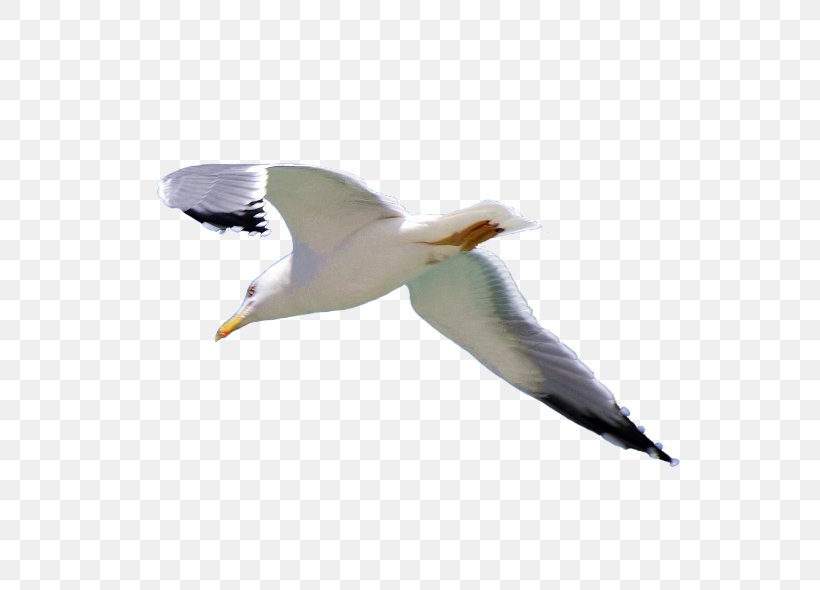 European Herring Gull Gulls Common Gull, PNG, 600x590px, European Herring Gull, Beak, Bird, Charadriiformes, Common Gull Download Free