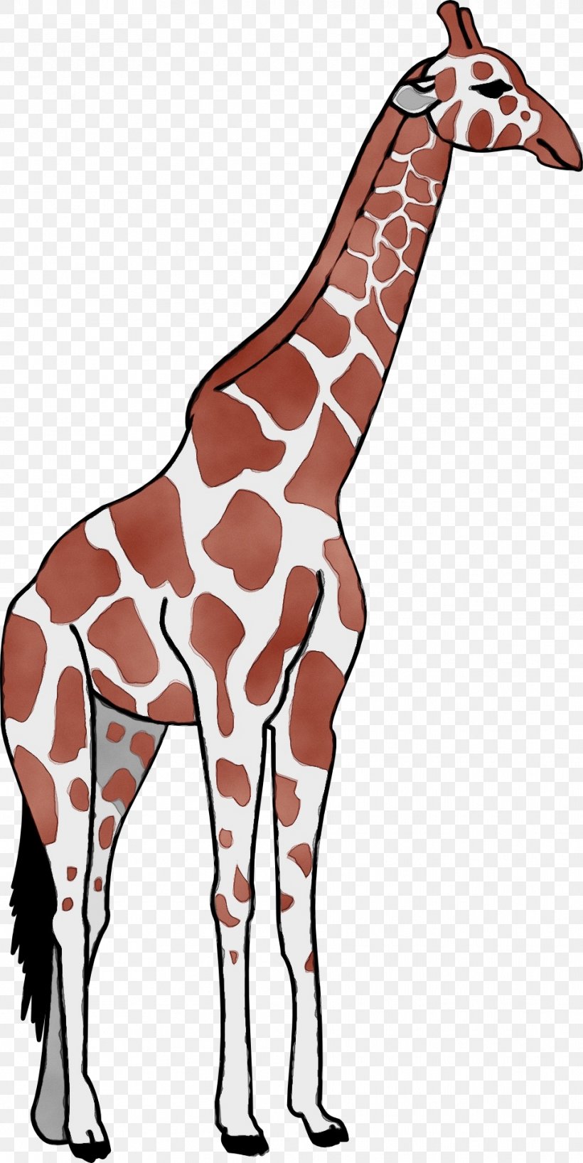 Giraffe Giraffidae Terrestrial Animal Wildlife Neck, PNG, 962x1920px, Watercolor, Animal Figure, Giraffe, Giraffidae, Joint Download Free