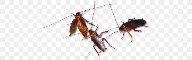 Mosquito Cockroach In Phone Insect Pest, PNG, 960x300px, Mosquito, Arthropod, Biological Membrane, Biology, Cockroach Download Free