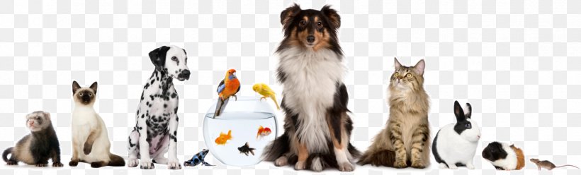 Pet Sitting Dog Cat Veterinarian, PNG, 1325x401px, Pet Sitting, Animal, Animal Figure, Animal Shelter, Animal Welfare Download Free