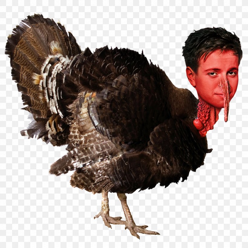 Chicken - Broad Breasted White Turkey Turkey Meat Chicken Bird PNG