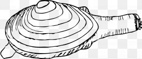 Clams Cliparts - Clam Mussel Oyster Clip Art PNG