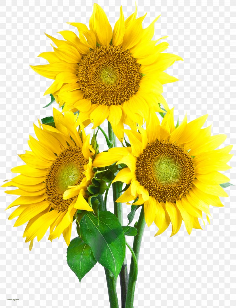 Common Sunflower Clip Art, PNG, 4173x5438px, Common Sunflower, Annual Plant, Cut Flowers, Daisy Family, Flower Download Free