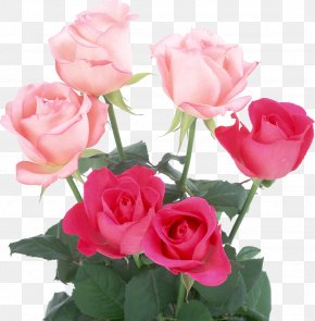 light pink flowers images light pink flowers transparent png free download light pink flowers transparent png