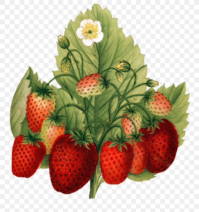 Strawberry, PNG, 768x874px, Strawberry, Accessory Fruit, Alpine Strawberry, Berry, Food Download Free
