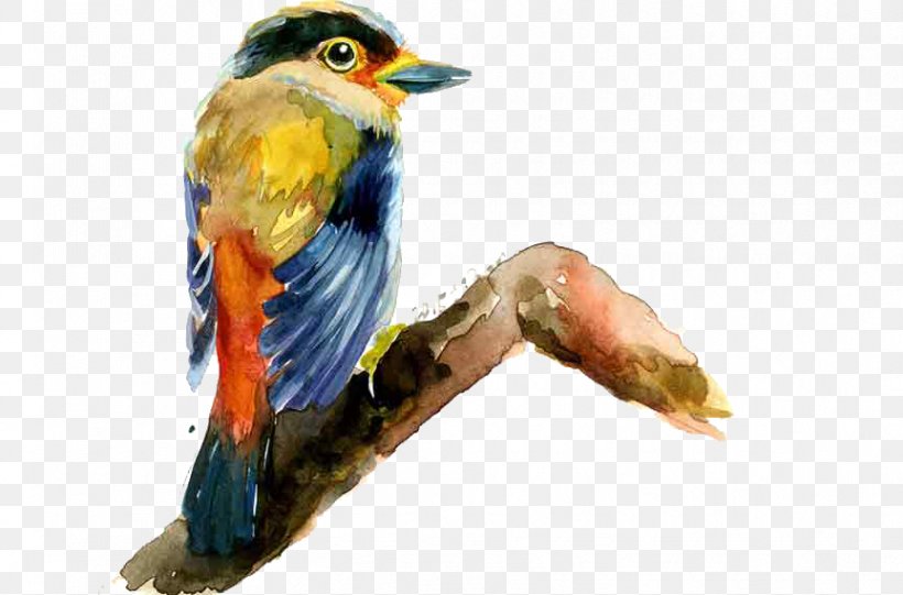 Bird Drawing Painting, PNG, 863x570px, Bird, Animation, Beak, Cartoon, Coraciiformes Download Free
