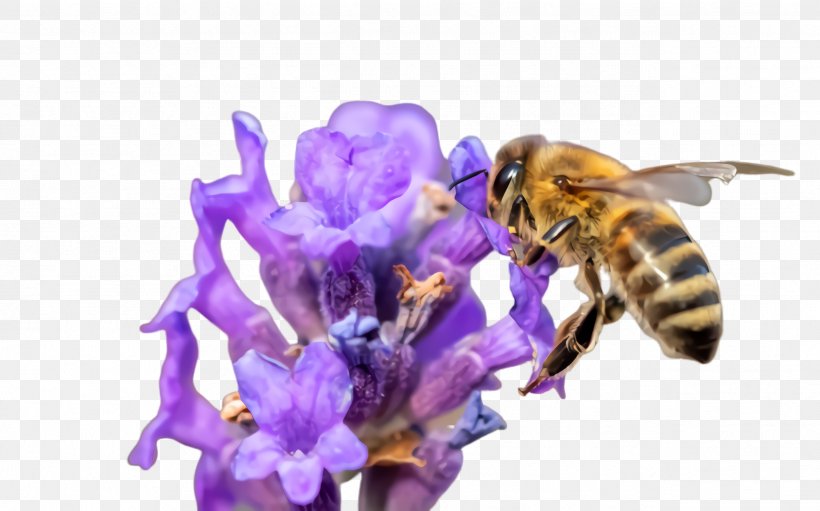 Bumblebee, PNG, 2532x1580px, Honeybee, Bee, Bumblebee, Flower, Flowering Plant Download Free