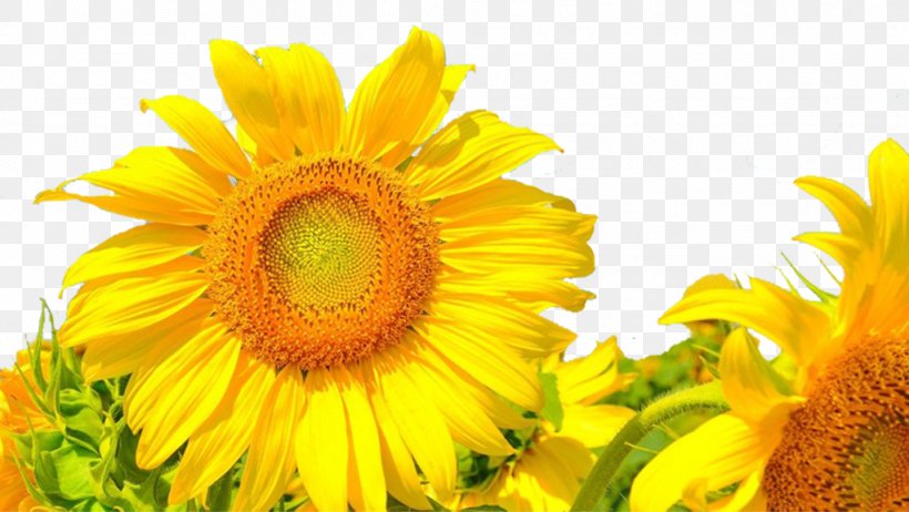 Common Sunflower Android Application Package, PNG, 1024x577px, Common Sunflower, Android, Android Application Package, Aptoide, Asterales Download Free
