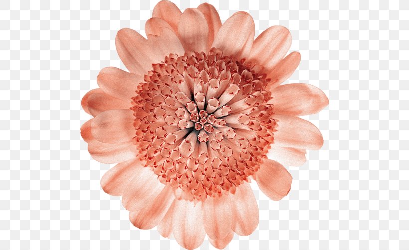 Cut Flowers Common Daisy Gerbera Jamesonii Petal, PNG, 500x501px, Cut Flowers, Chrysanthemum, Chrysanths, Common Daisy, Dahlia Download Free