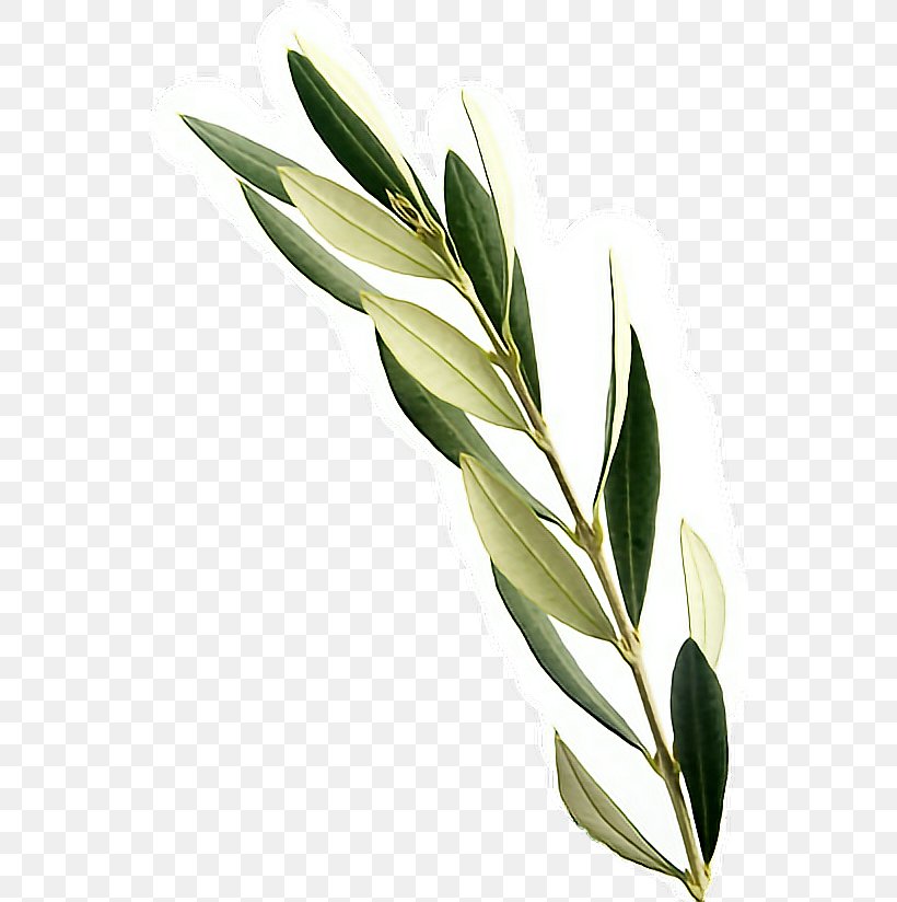 Greek Cuisine Mediterranean Cuisine Olive Leaf, PNG, 548x824px, Greek Cuisine, Branch, Extract, Green, Herb Download Free