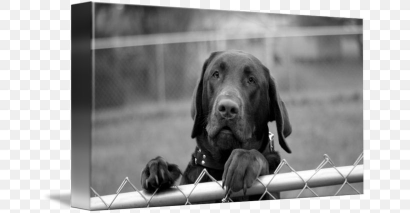 Labrador Retriever Puppy Dog Breed Snout, PNG, 650x427px, Labrador Retriever, Black And White, Breed, Crossbreed, Dog Download Free