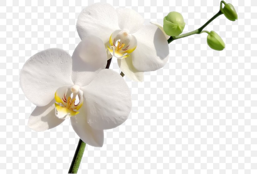Orchids Flower Ciceksepeti.com Clip Art, PNG, 700x555px, Orchids, Blossom, Branch, Ciceksepeticom, Cut Flowers Download Free
