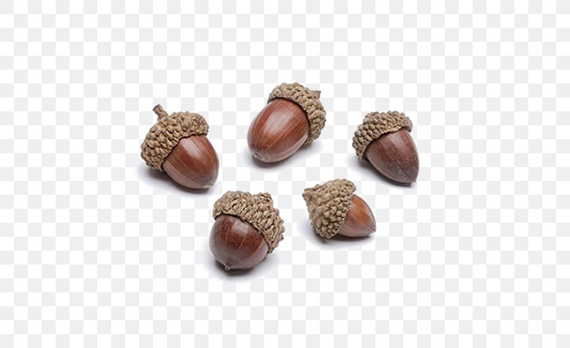 Acorn Autumn Oak Thanksgiving Day Nut, PNG, 500x500px, Acorn, Autumn, Brown, Cockle, Domesticated Turkey Download Free