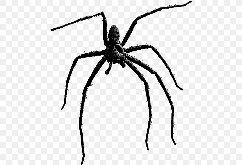 Brown Recluse Spider Clip Art Spider Bite, PNG, 480x558px, Spider, Arachnid, Araneus, Arthropod, Black And White Download Free