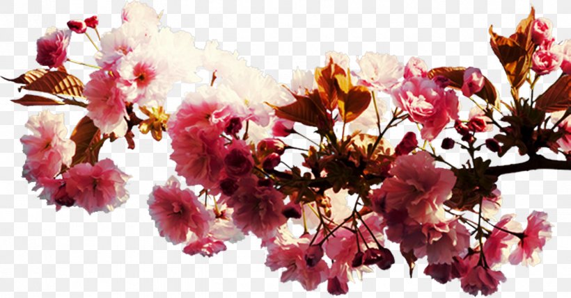 Cherry Blossom Flower Spring Petal, PNG, 1276x668px, Cherry Blossom, Beach Rose, Blossom, Branch, Cut Flowers Download Free