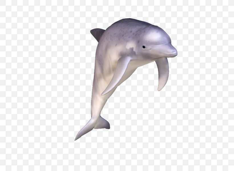 Common Bottlenose Dolphin Short-beaked Common Dolphin Tucuxi Rough-toothed Dolphin Wholphin, PNG, 800x600px, Common Bottlenose Dolphin, Beak, Biology, Bottlenose Dolphin, Dolphin Download Free