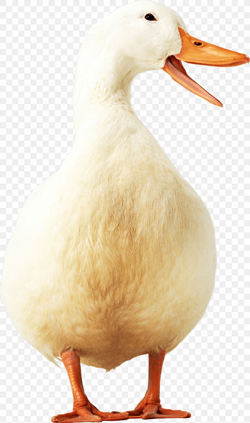 Duck American Pekin Goose Poultry, PNG, 1434x2419px, Duck, Anser, Beak, Bird, Digital Image Download Free