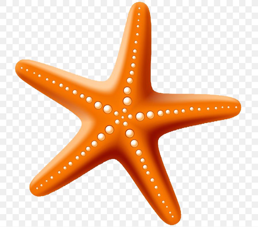 Starfish Drawing Stock Photography, PNG, 731x721px, Starfish, Drawing, Echinoderm, Invertebrate, Marine Invertebrates Download Free