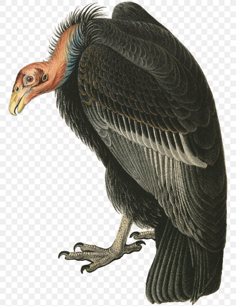Turkey Vulture The Birds Of America Beaky Buzzard, PNG, 768x1063px, Turkey Vulture, Accipitriformes, Andean Condor, Beak, Beaky Buzzard Download Free