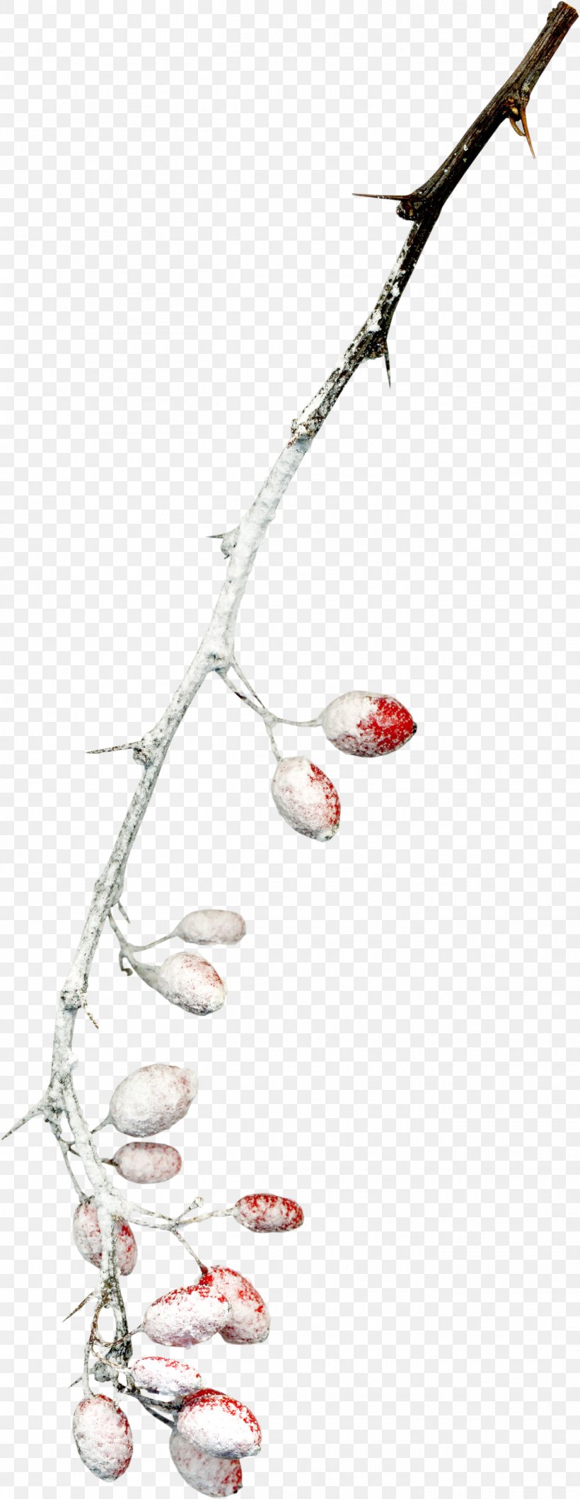 Twig Branch Snow Tree, PNG, 1354x3498px, Twig, Branch, Snow, Software, Tree Download Free