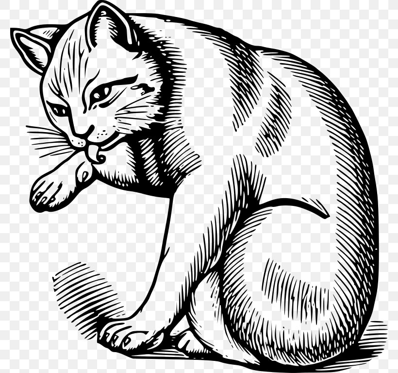 Whiskers Kitten Tabby Cat Domestic Short-haired Cat Wildcat, PNG, 778x768px, Whiskers, Artwork, Big Cats, Black And White, Carnivoran Download Free