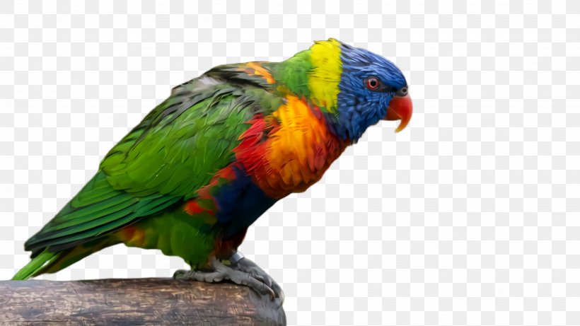 Colorful Background, PNG, 2668x1500px, Parrot, Adaptation, Beak, Bird, Budgerigar Download Free