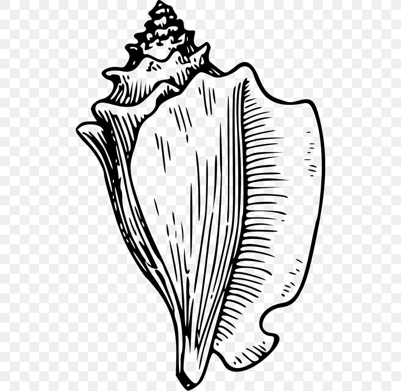 Conch Seashell Drawing Clip Art, PNG, 510x800px, Watercolor, Cartoon, Flower, Frame, Heart Download Free