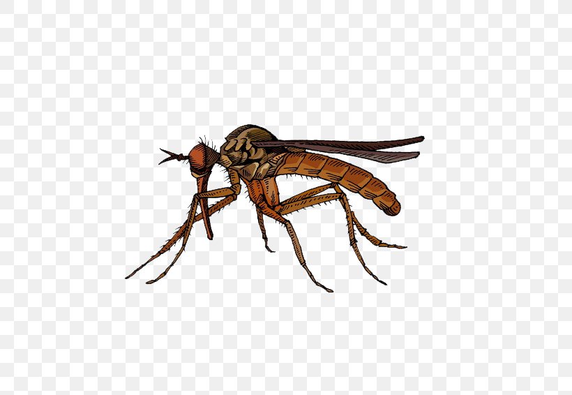 Fly Insect Marsh Mosquitoes Hematophagy, PNG, 650x566px, Fly, Arthropod, Arthropod Mouthparts, Brown, Google Images Download Free