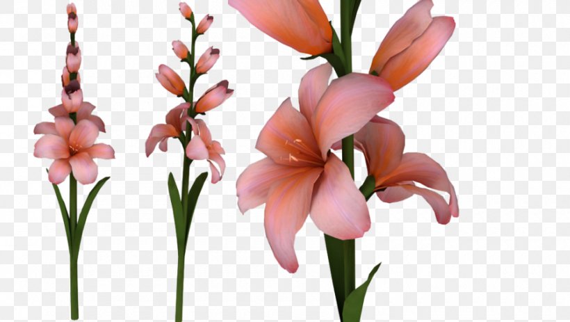 Gladiolus Xd7gandavensis Clip Art, PNG, 900x509px, Gladiolus, Bud, Canna Lily, Cut Flowers, Flora Download Free