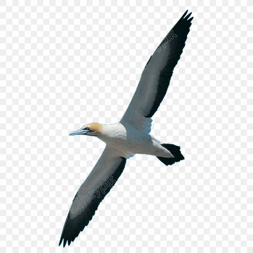 Homing Pigeon Bird Swan Goose Swallow Avialae, PNG, 1024x1024px, Homing Pigeon, Albatross, Avialae, Beak, Bird Download Free