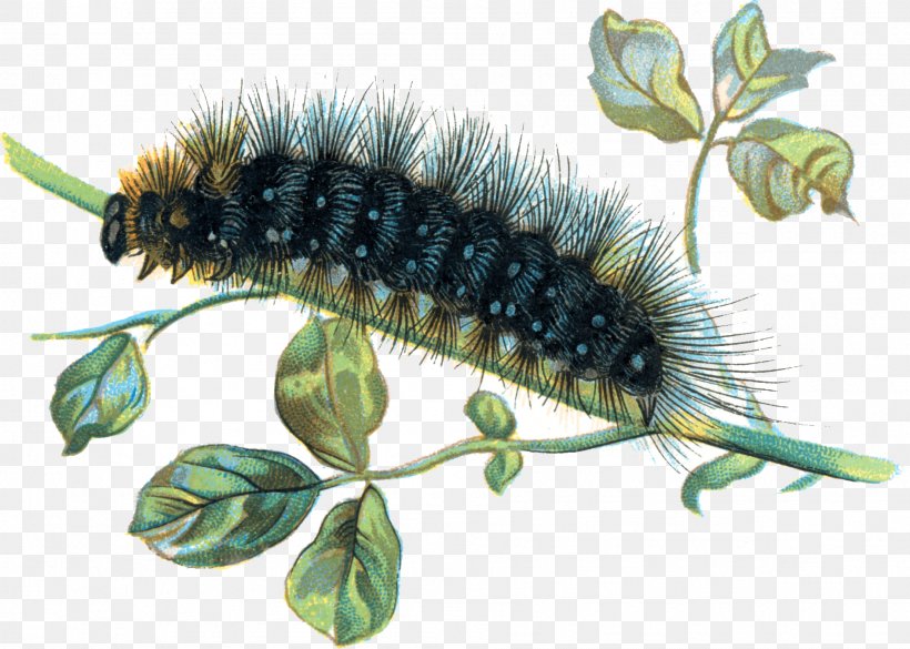 Caterpillar Clip Art, PNG, 1889x1348px, Caterpillar, Arthropod, Display Resolution, Image Resolution, Insect Download Free