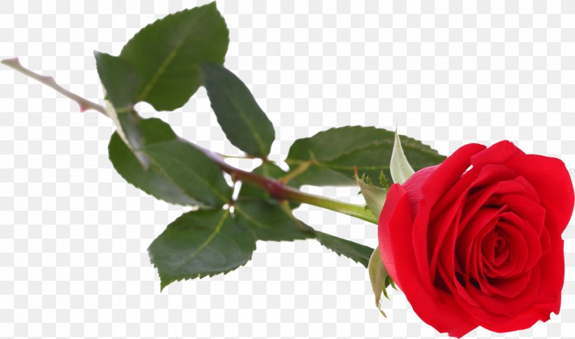 Flower Garden Roses Centifolia Roses, PNG, 1526x900px, Flower, Artificial Flower, Centifolia Roses, China Rose, Floribunda Download Free