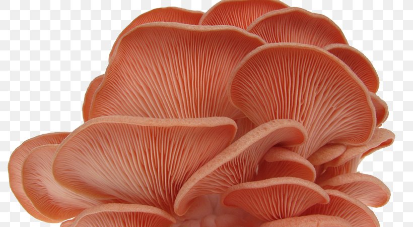 Oyster Mushroom Pleurotus Djamor Fungus, PNG, 800x450px, Oyster, Edible Mushroom, Fungus, Lamella, Mushroom Download Free