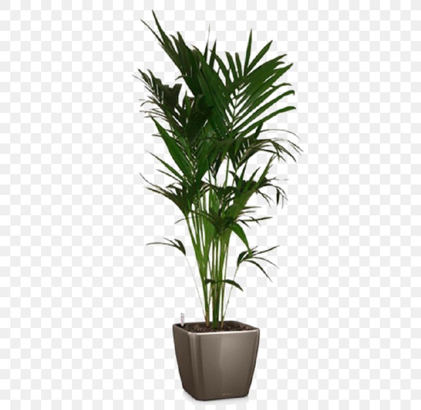 Palm Trees Howea Forsteriana Flowerpot Houseplant Lechuza, PNG, 800x800px, Palm Trees, Alocasia, Arecales, Chamaedorea, Evergreen Download Free